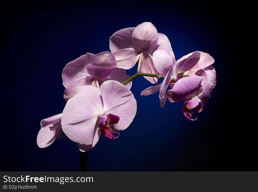 Beautiful Orchid on Black and Blue Background. Beautiful Orchid on Black and Blue Background