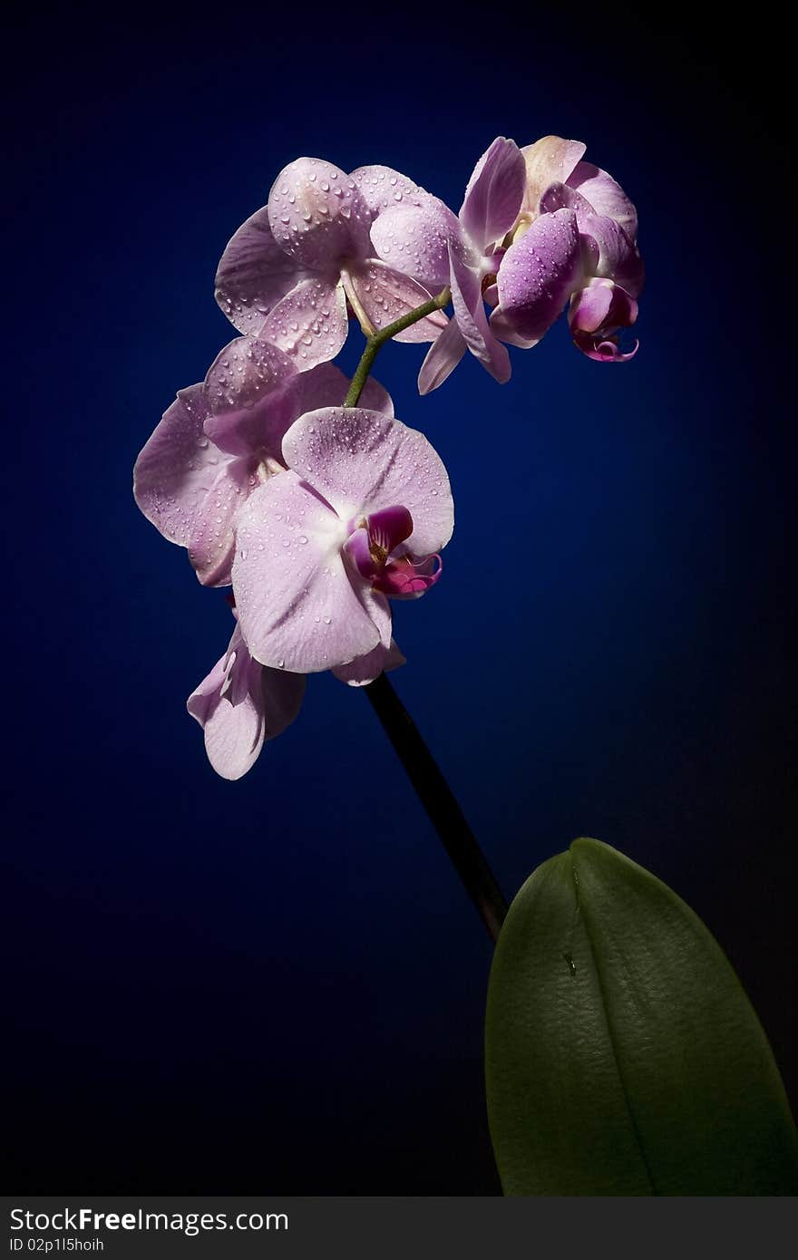 Orchid On Black Background