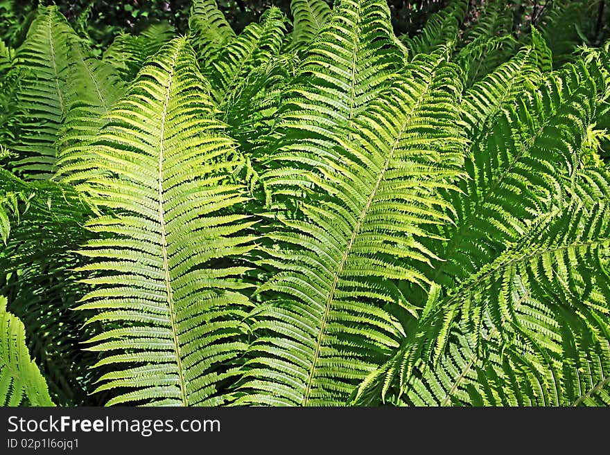 Sheet of the green fern