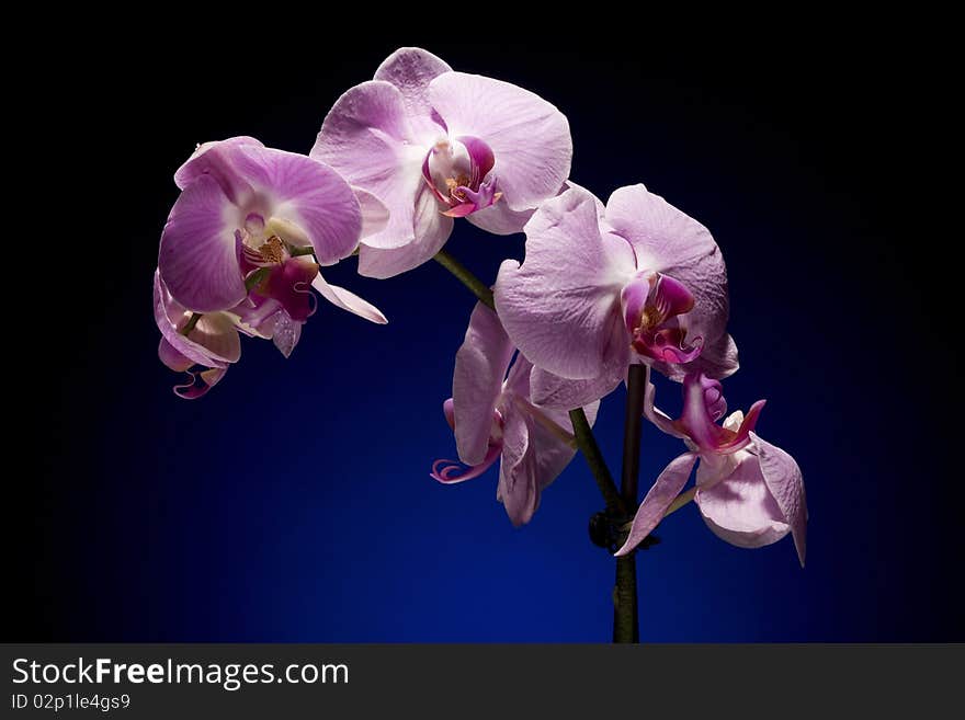 Beautiful Orchid On Black Background