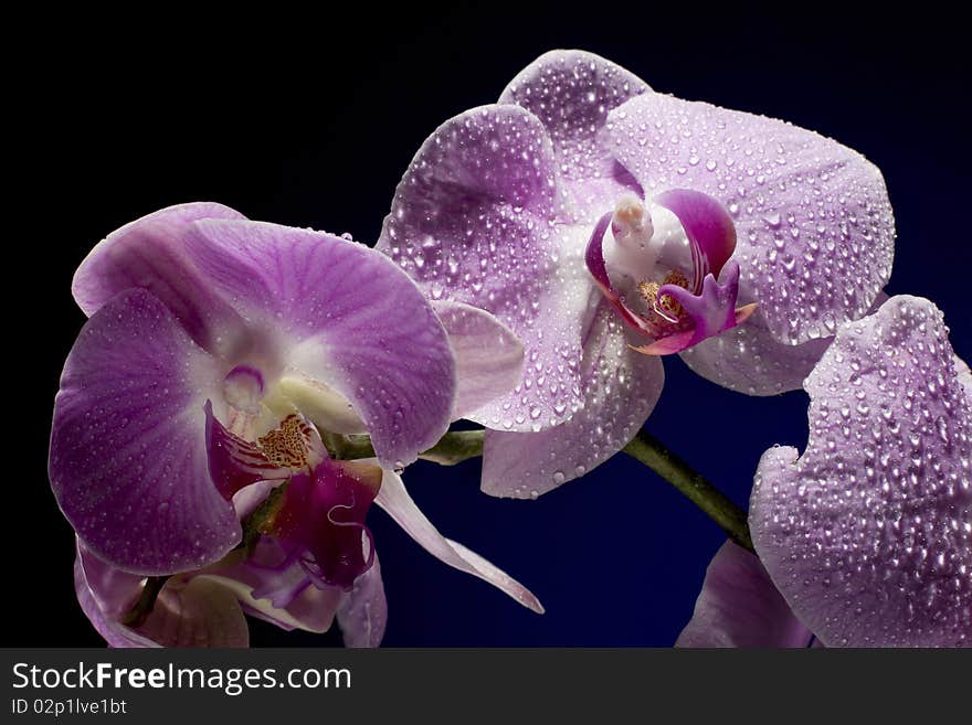 Beautiful Orchid with Drop Water