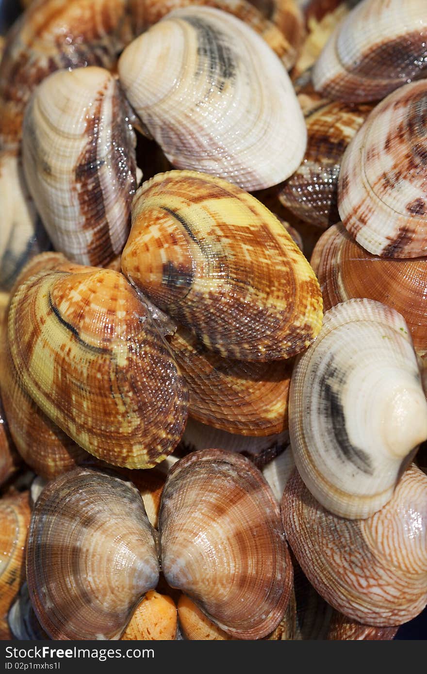 Close up of fresh clams. Close up of fresh clams.