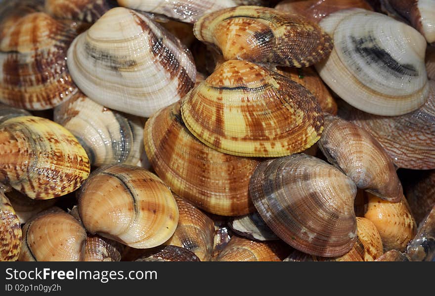 Close up of fresh clams. Close up of fresh clams.