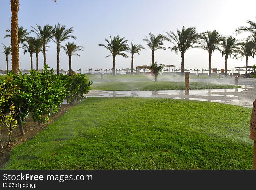 Growing palm trees on a resort