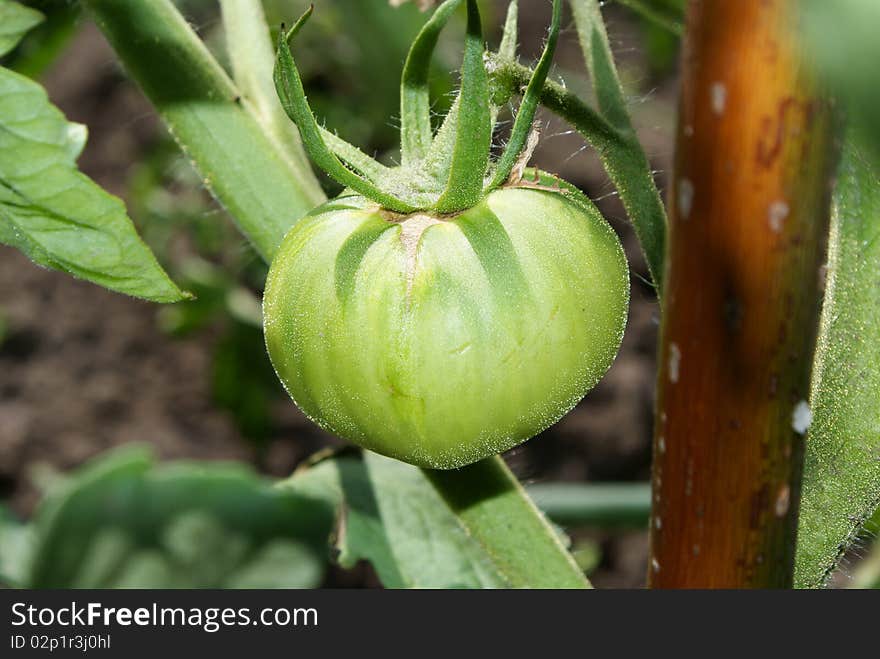 Large green tomatoes growing on the vine