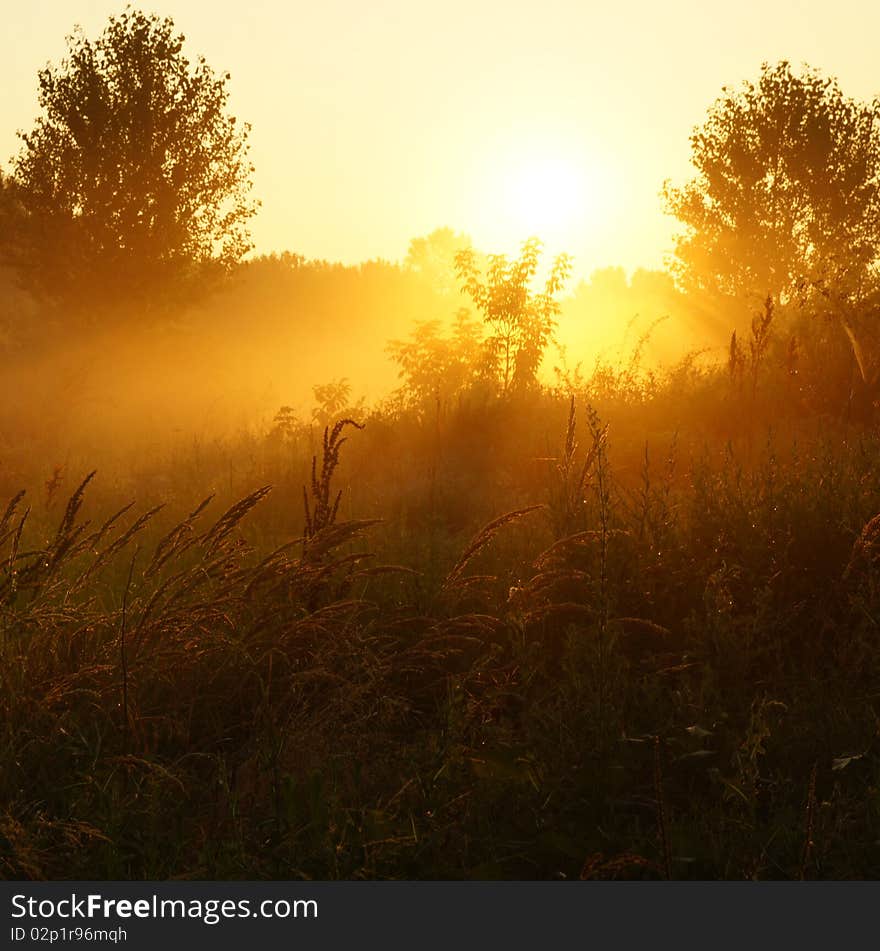 Foggy morning