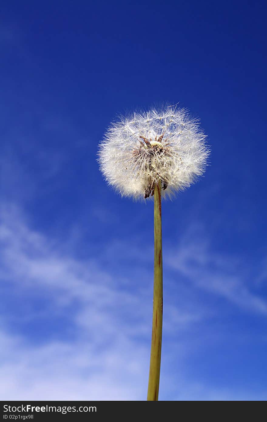 White dandelion on celestial background