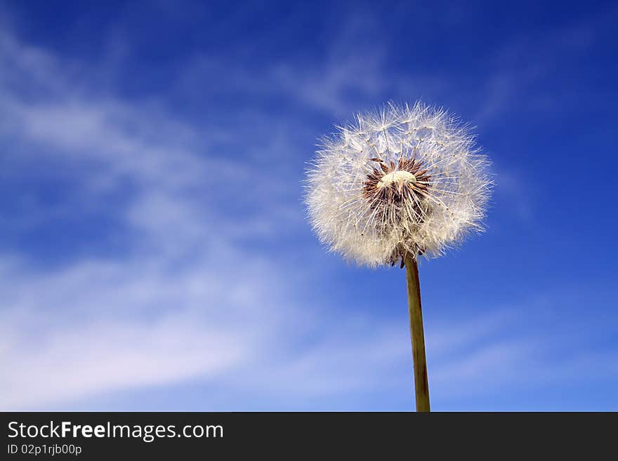 White dandelion on celestial background