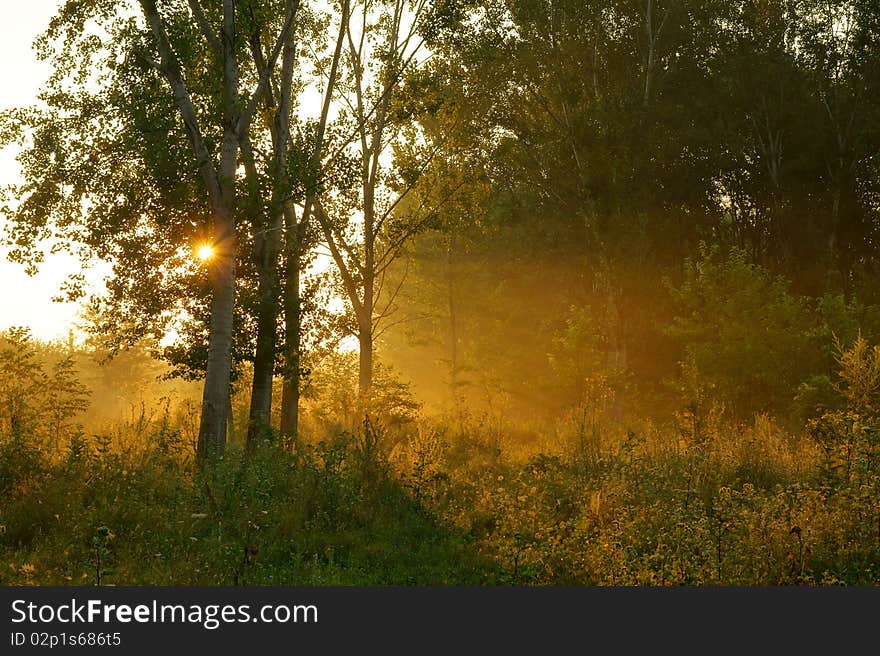 Sunset through branches