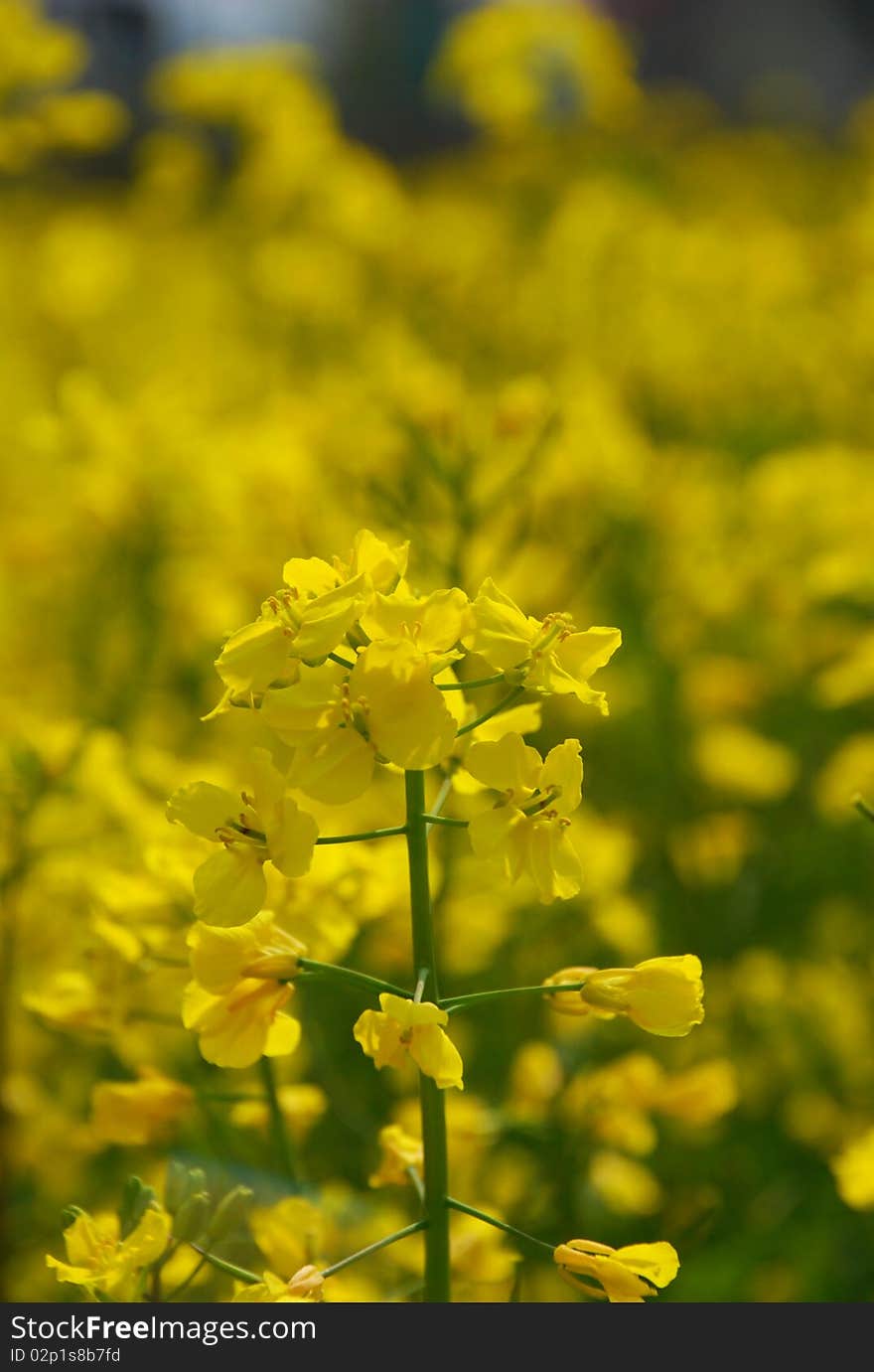 Rape Field