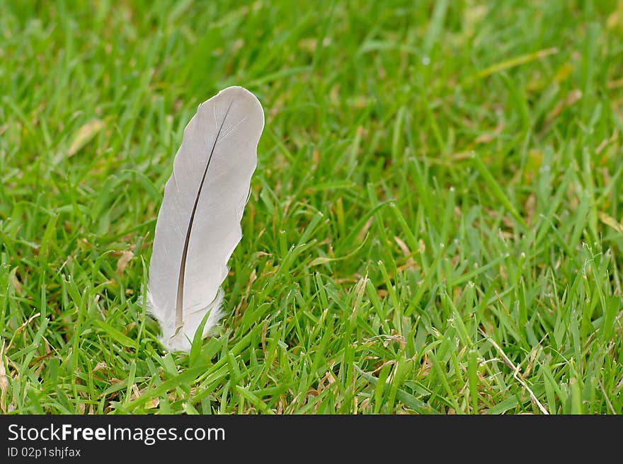 Feather grass