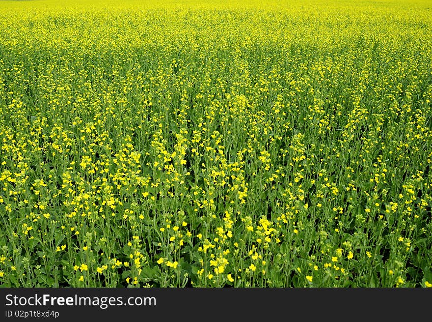 Summer, large areas of farmland blooming yellow flowers of. Summer, large areas of farmland blooming yellow flowers of