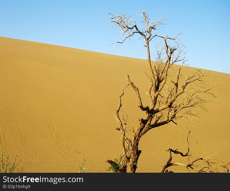 Dead tree an dune under blue sky. Dead tree an dune under blue sky