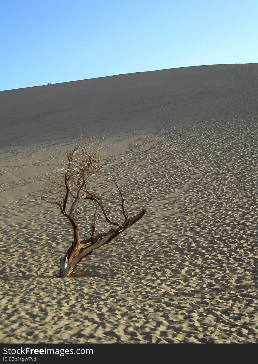 Tree and dune