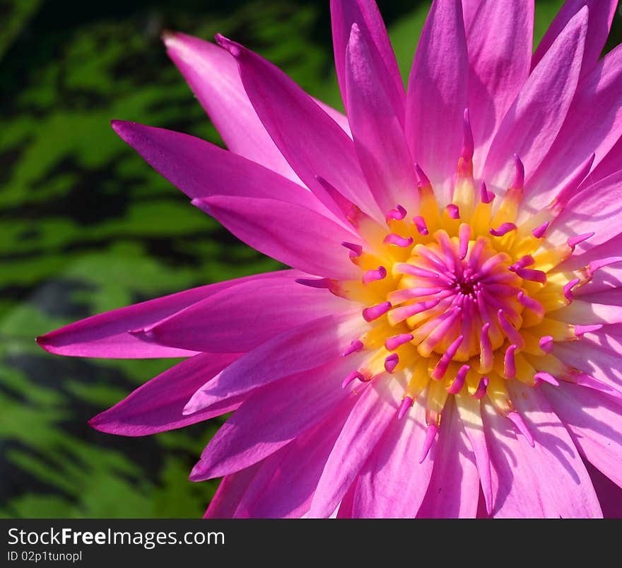 Lotus flower blossom in the river