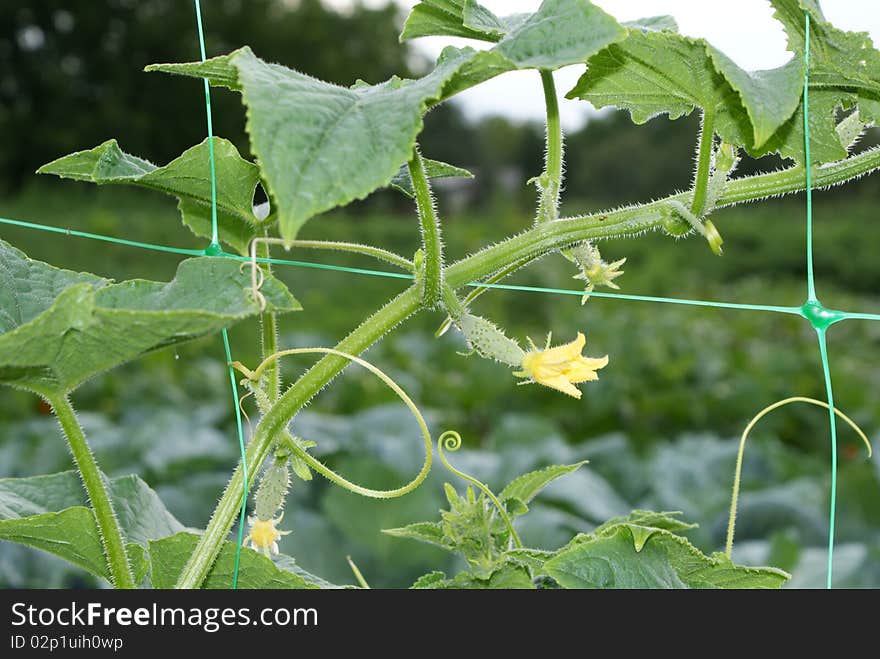 A small green cucumber