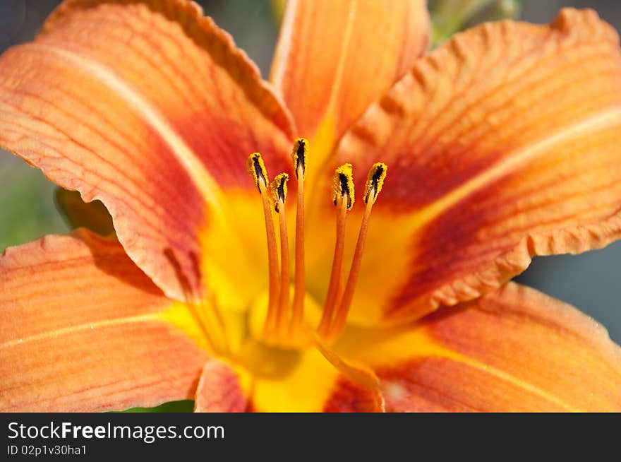 Orange lily