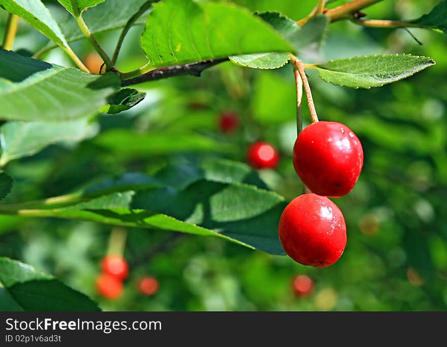 Red berries to cherries on green branch. Red berries to cherries on green branch