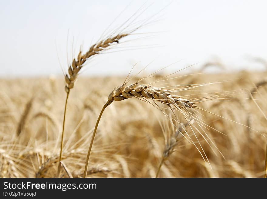 Detail on wheat ears bathed in sunlight