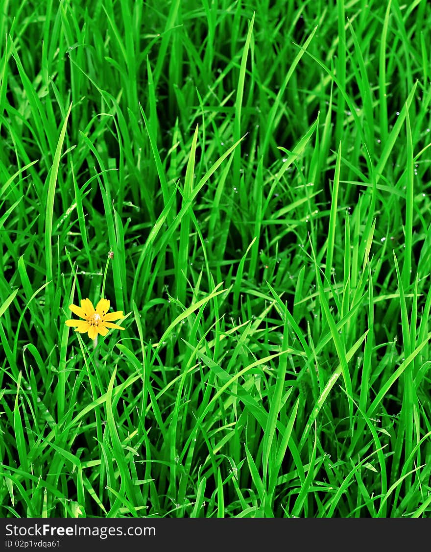 Rice field in a tropical country