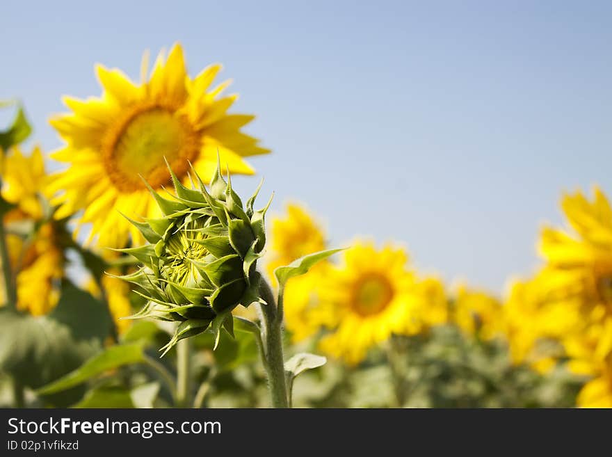 Yellow sunflowers