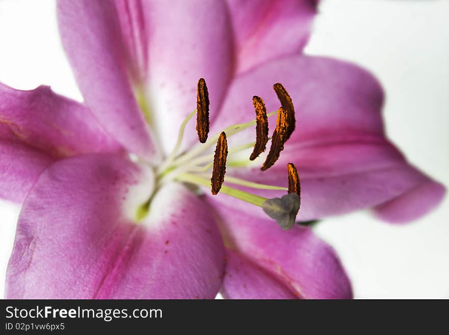 Lily in full admiration of passers waiting maturity. Lily in full admiration of passers waiting maturity