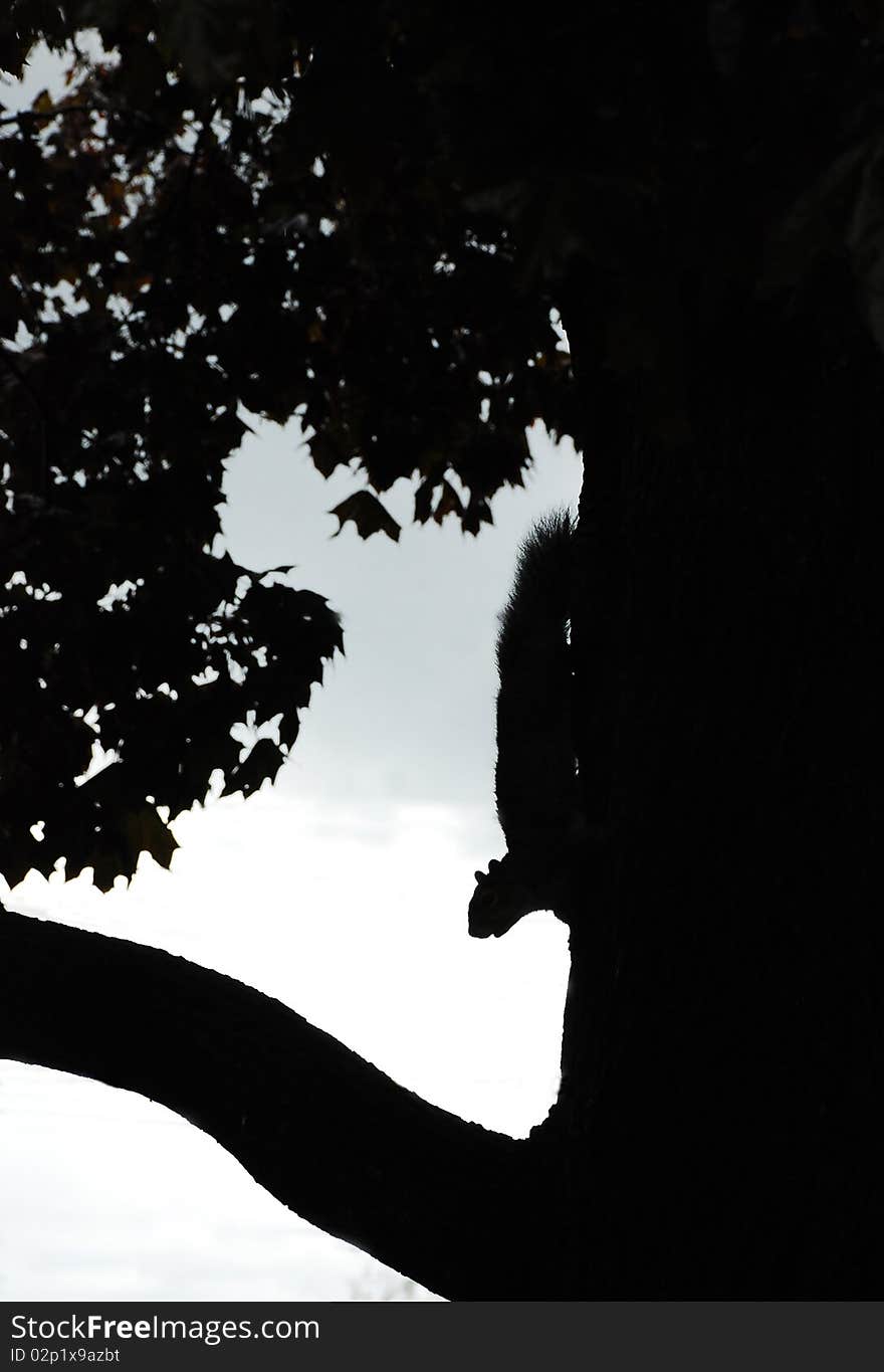 Silhouetted squirrel