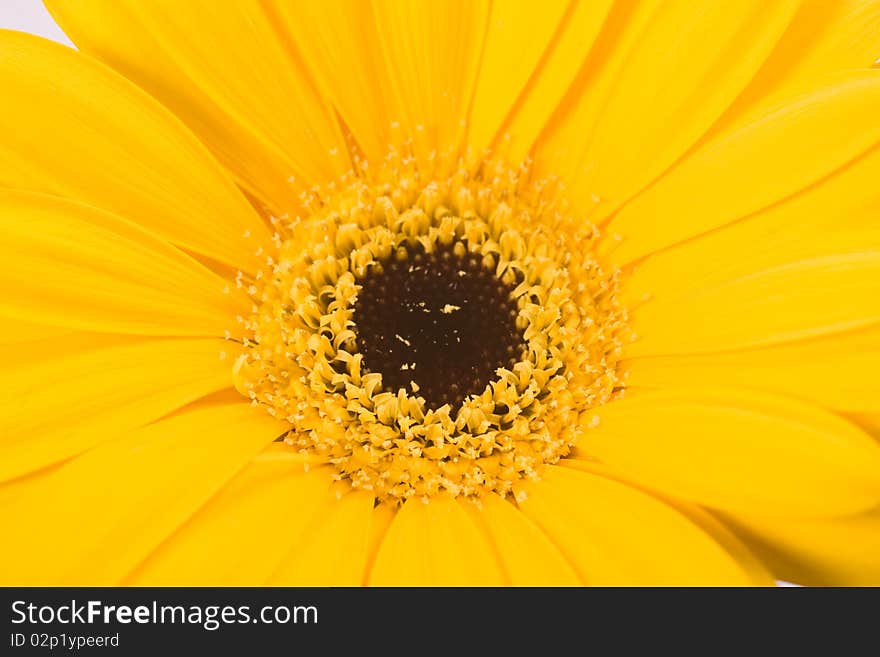 Yellow Gerbera against a white background