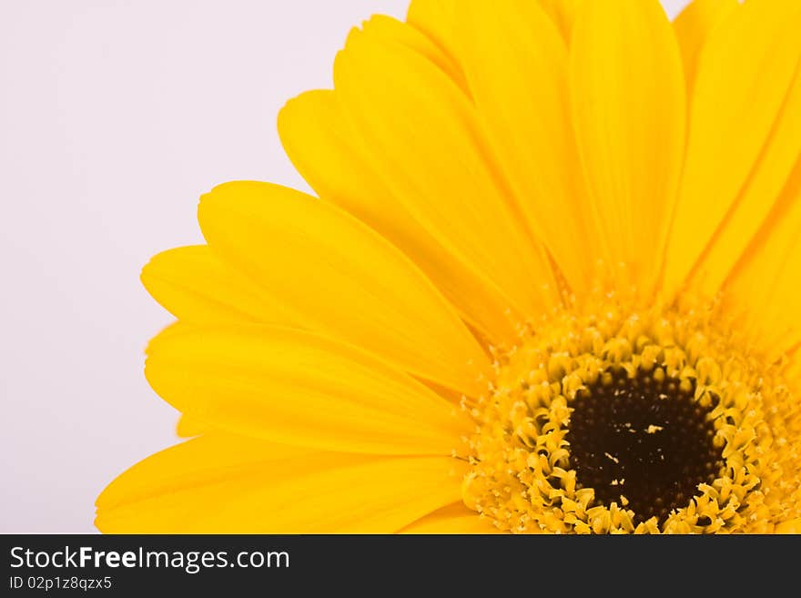 Yellow Gerbera against a white background