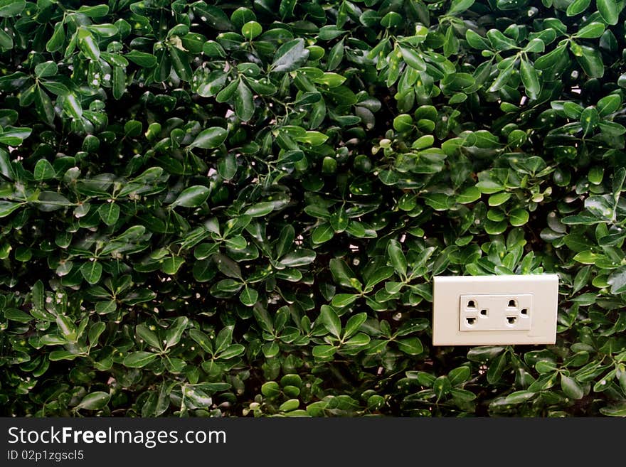 White socket on forest wall