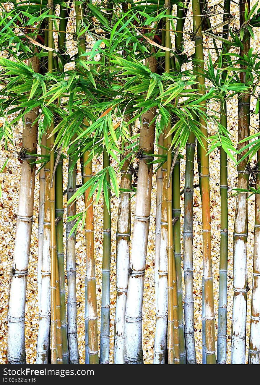 Beautiful green bamboo for decorate