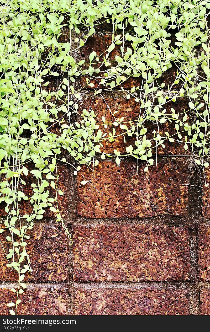 Stone background wall with small plant