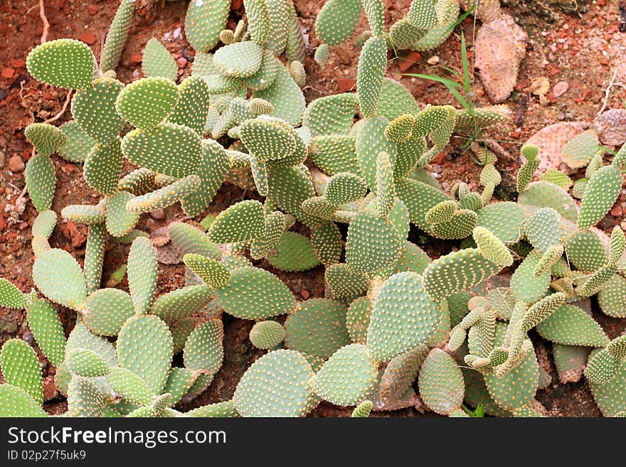 Cactus on sand and stone