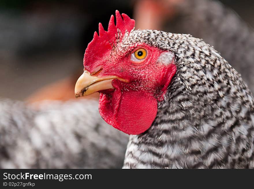 Hen closeup on a blured background