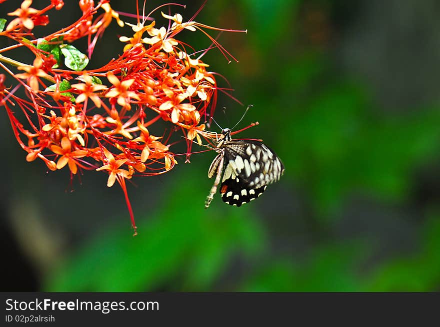 The love of butterfly and beauty flower