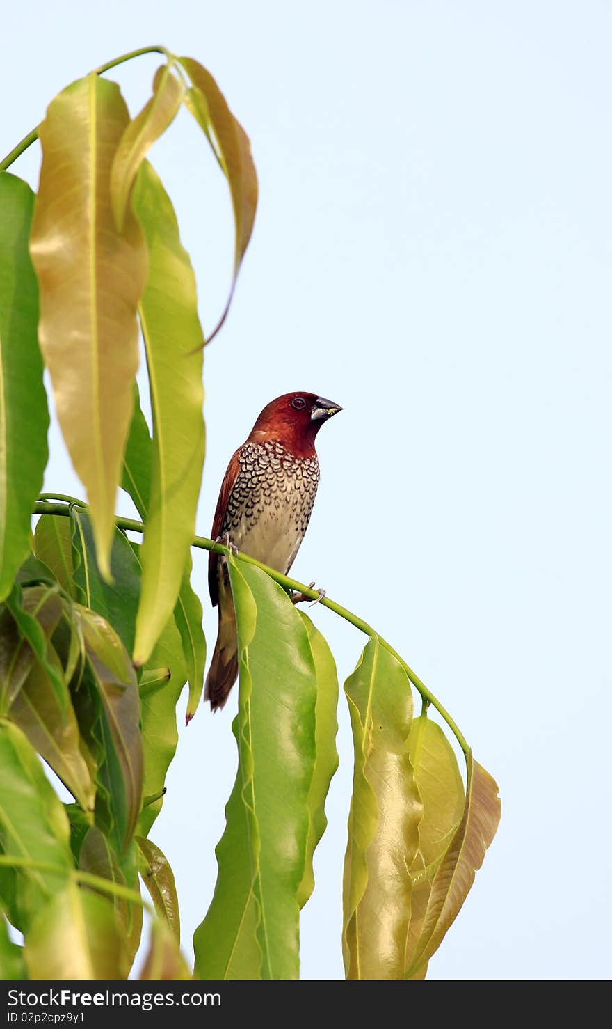 Spotted munia sitting on the tree branch. Spotted munia sitting on the tree branch.