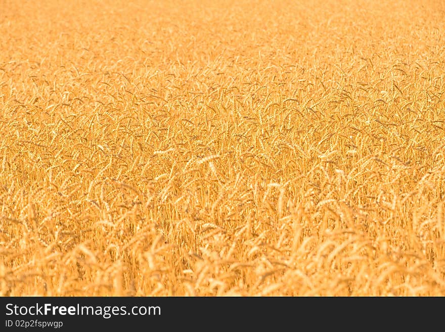 Rye field background