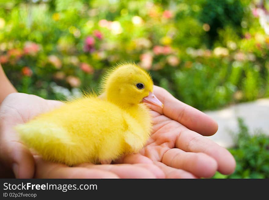 Duckling sitting in the hands on the flower background. Duckling sitting in the hands on the flower background