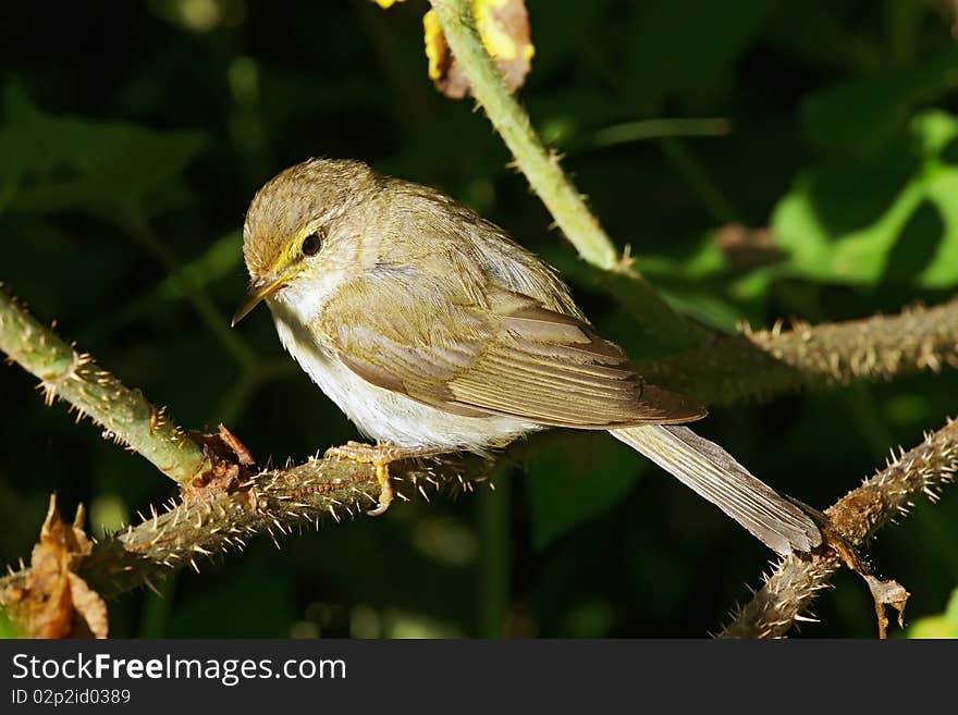 Chiffchaff