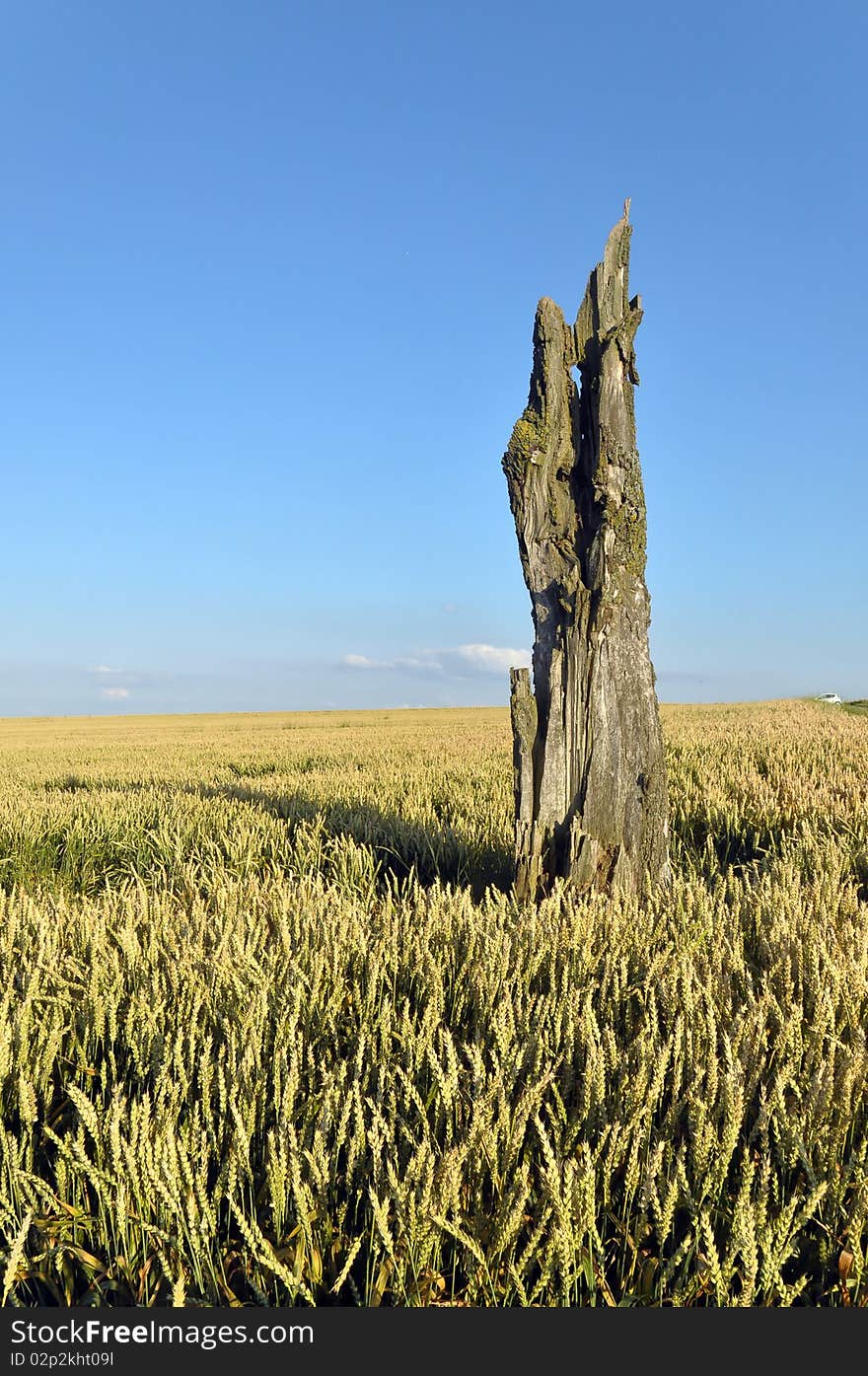 Wheat field