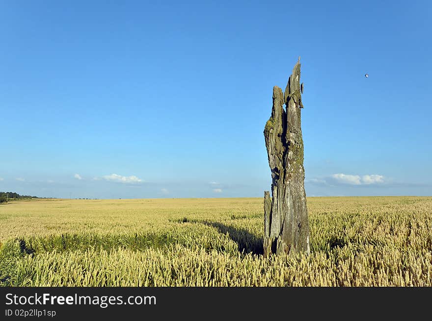 Wheat field