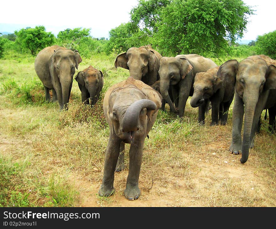 Speaking Elephant