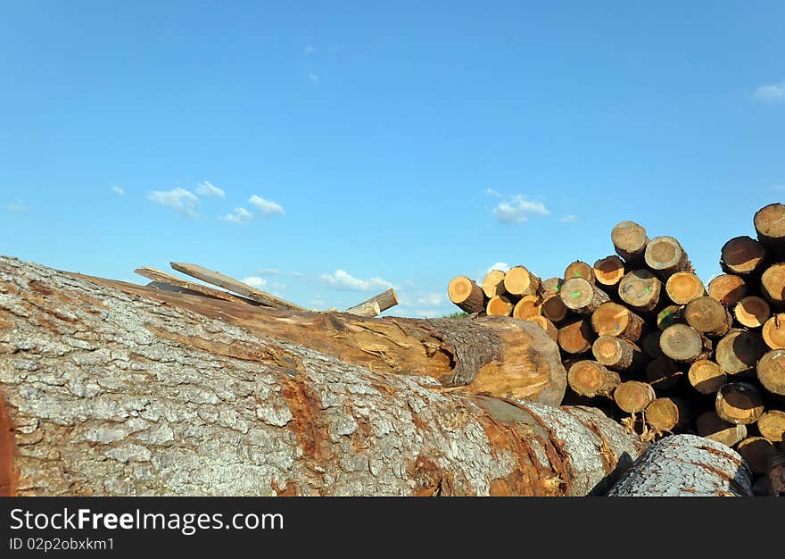 A huge assortment of trunks shot at a sout-west German sawmill