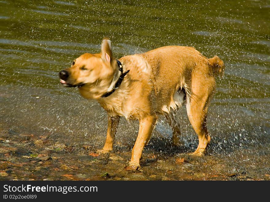 Yellow dog in the water in summer day