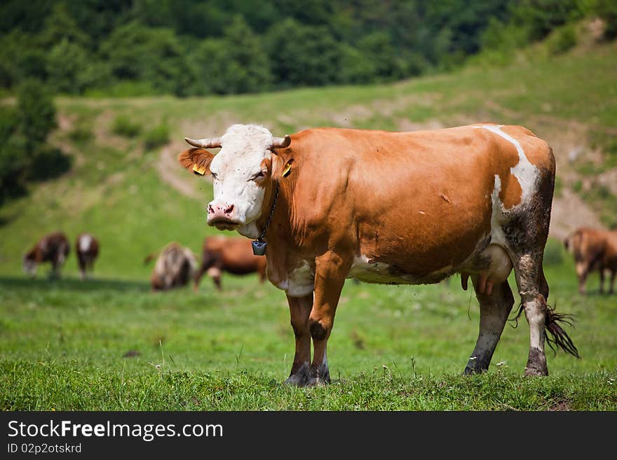 Cow on a field