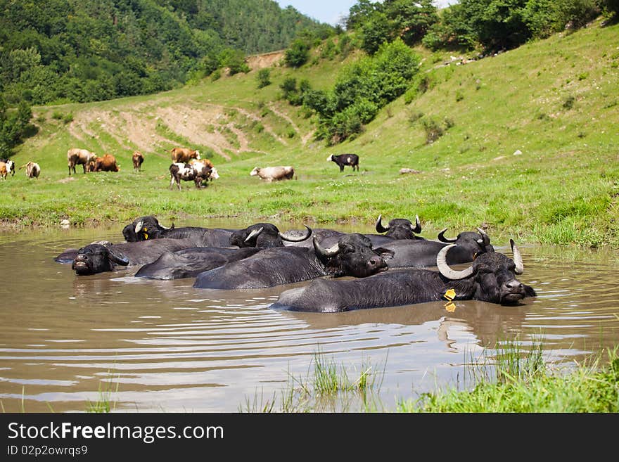 Buffalo resting in the water in a sunny summer day. Buffalo resting in the water in a sunny summer day.