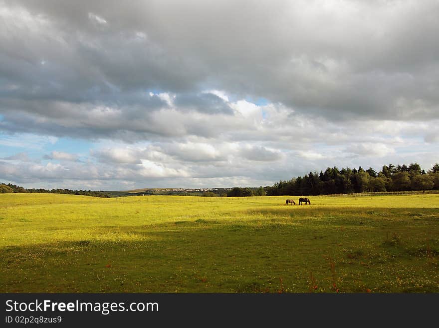 Scottish landscape with horses and clouds