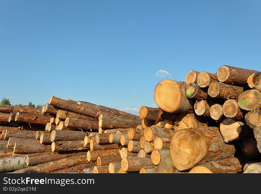 A huge assortment of trunks shot at a sout-west German sawmill