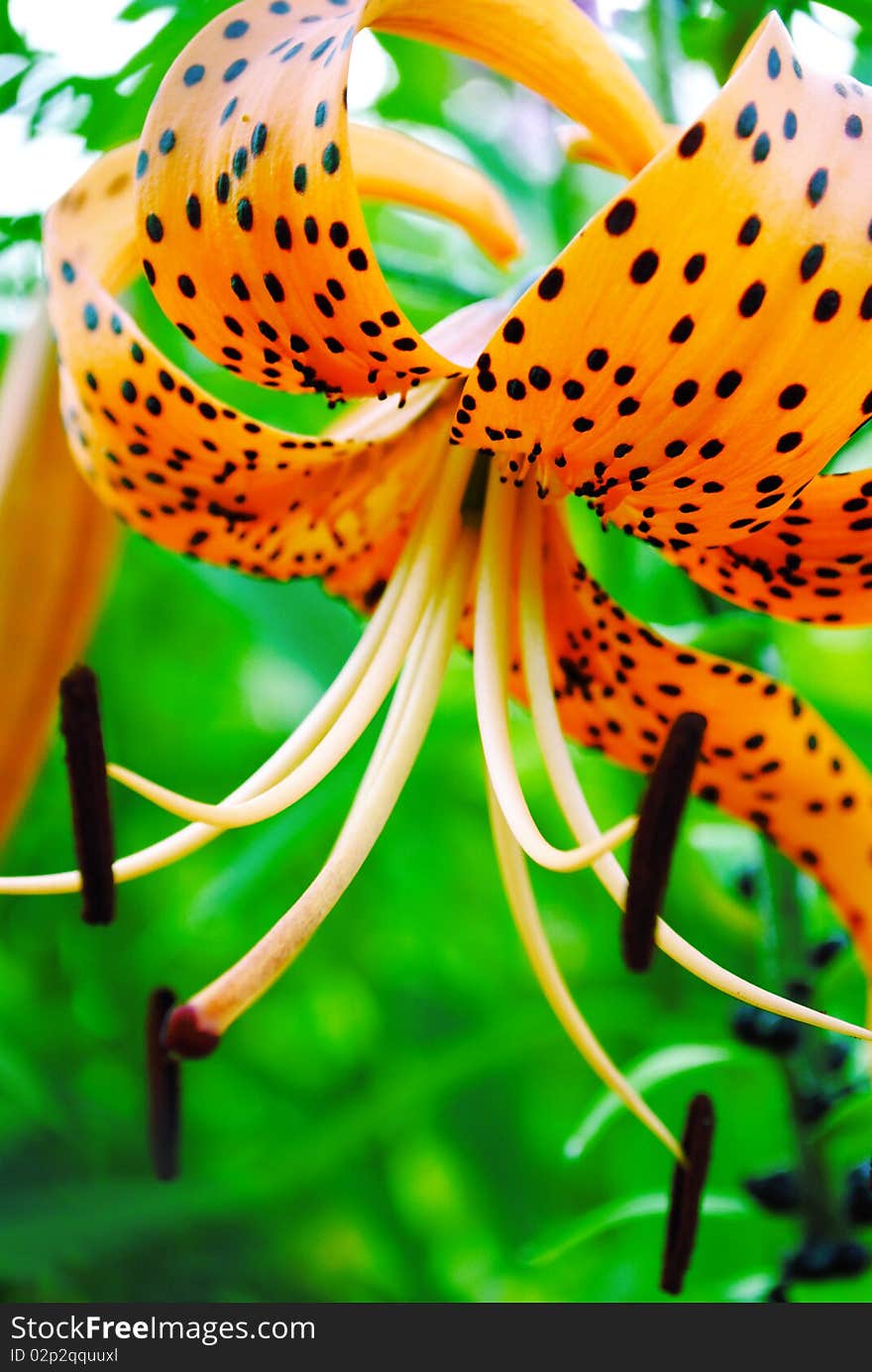 Orange lily. Beauty of the nature. Orange lily. Beauty of the nature