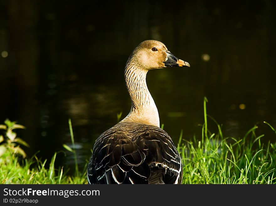 Wild goose near the river